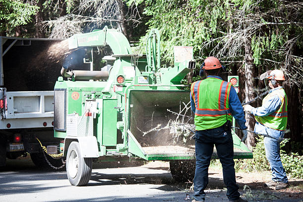 Reliable Roxboro, NC Tree Care Solutions